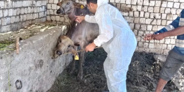 الزراعة: تحصين 1.8 مليون رأس ماشية ضمن الحملة القومية بمختلف المحافظات 2 - جريدة المساء الزراعة: تحصين 1.8 مليون رأس ماشية ضمن الحملة القومية بمختلف المحافظات 1 - جريدة المساء