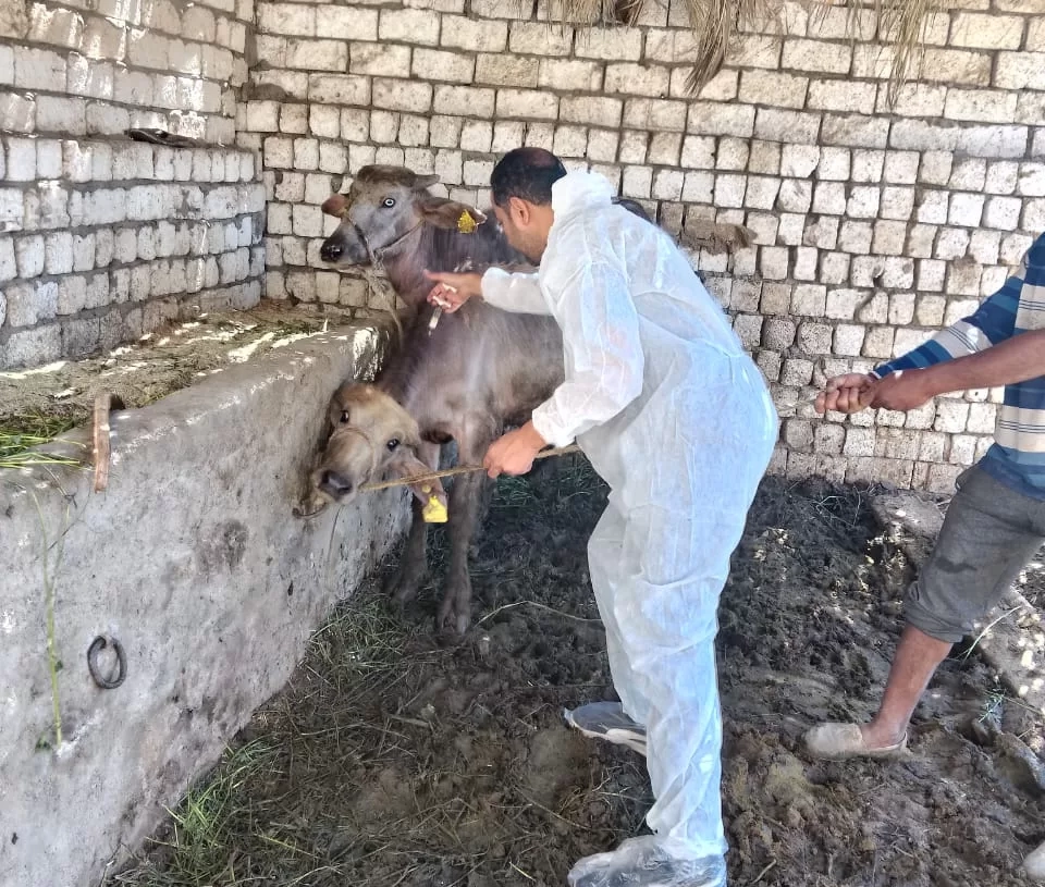 الزراعة: تحصين 1.8 مليون رأس ماشية ضمن الحملة القومية بمختلف المحافظات 20 - جريدة المساء الزراعة: تحصين 1.8 مليون رأس ماشية ضمن الحملة القومية بمختلف المحافظات 19 - جريدة المساء