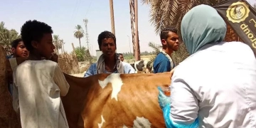 قافلة بيطرية مجانية بقرى العدوة والرغامة بكوم أمبو ونجع العرب بدراو 1 - جريدة المساء