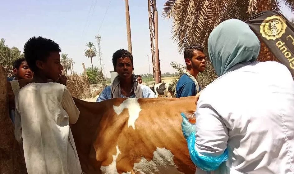 قافلة بيطرية مجانية بقرى العدوة والرغامة بكوم أمبو ونجع العرب بدراو 19 - جريدة المساء