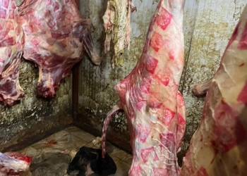 الزراعة" تضبط أكثر من 120 طن لحوم غير صالحة للاستخدام الآدمي خلال يوليو.. 31 - جريدة المساء