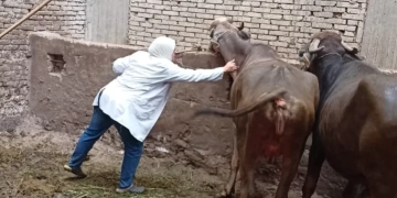 بدء الحملة القومية لتحصين الماشية ضد الحمى القلاعية والوادي المتصدع بجميع المحافظات 1 - جريدة المساء