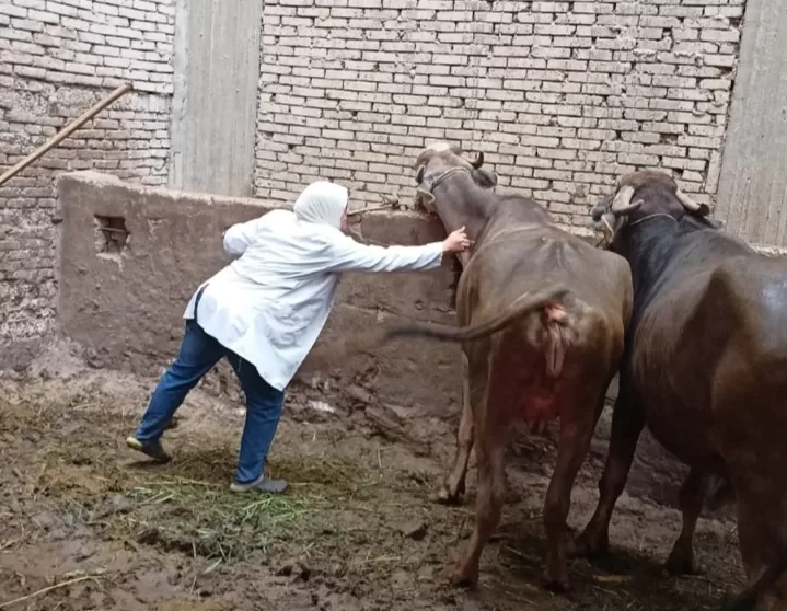 بدء الحملة القومية لتحصين الماشية ضد الحمى القلاعية والوادي المتصدع بجميع المحافظات 19 - جريدة المساء