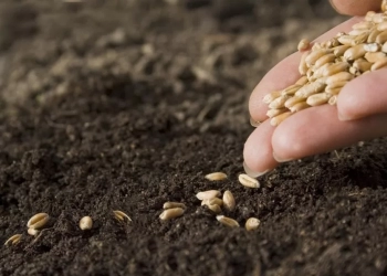 بعد غد.. انطلاق المؤتمر الدولى لمستقبل صناعة التقاوى 19 - جريدة المساء