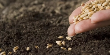 بعد غد.. انطلاق المؤتمر الدولى لمستقبل صناعة التقاوى 2 - جريدة المساء بعد غد.. انطلاق المؤتمر الدولى لمستقبل صناعة التقاوى 1 - جريدة المساء