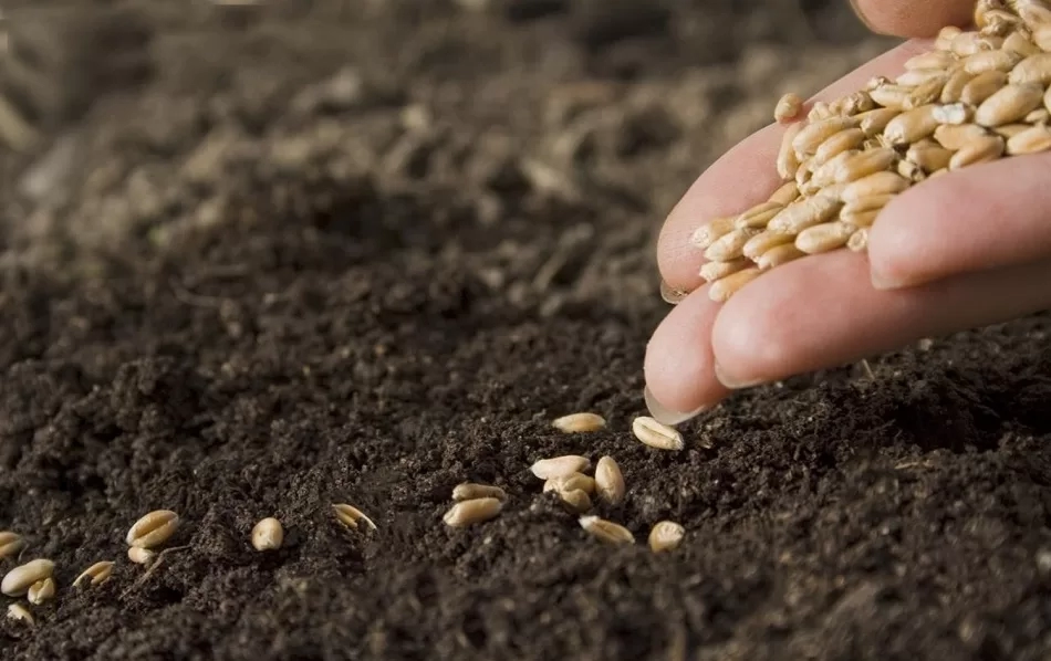 بعد غد.. انطلاق المؤتمر الدولى لمستقبل صناعة التقاوى 20 - جريدة المساء بعد غد.. انطلاق المؤتمر الدولى لمستقبل صناعة التقاوى 19 - جريدة المساء