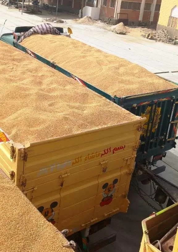 محافظ سوهاج: توريد 183 ألف طن قمح وصرف مستحقات المزارعين 19 - جريدة المساء