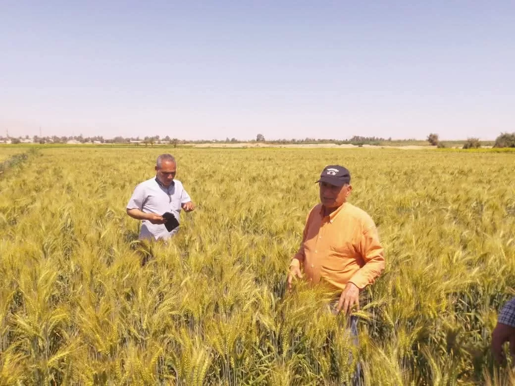 "قنا" تعلن ختام موسم توريد القمح بزيادة 14 ألف طن عن العام الماضي 34 - جريدة المساء "قنا" تعلن ختام موسم توريد القمح بزيادة 14 ألف طن عن العام الماضي 33 - جريدة المساء