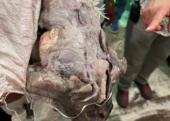 بالصور.. ضبط 3 أطنان أحشاء داخلية "لحمة رأس" غير صالحة للاستهلاك الآدمي بأوسيم 17 - جريدة المساء