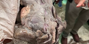 بالصور.. ضبط 3 أطنان أحشاء داخلية "لحمة رأس" غير صالحة للاستهلاك الآدمي بأوسيم 1 - جريدة المساء