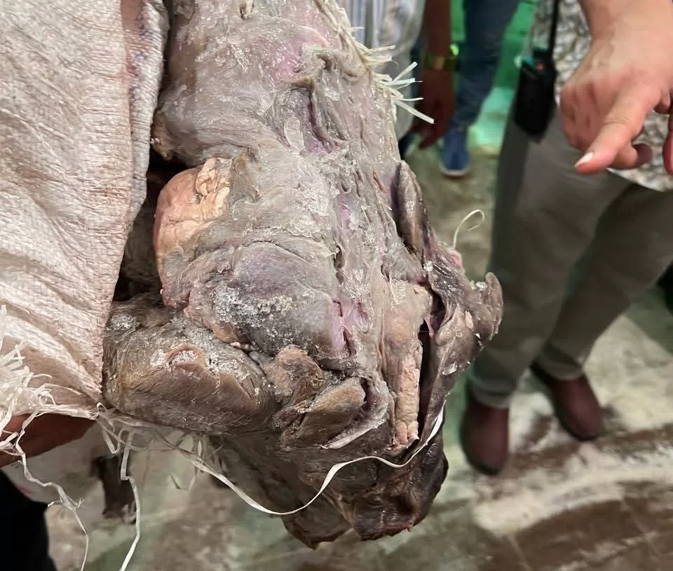 بالصور.. ضبط 3 أطنان أحشاء داخلية "لحمة رأس" غير صالحة للاستهلاك الآدمي بأوسيم 15 - جريدة المساء