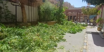 تغريم فندق سياحى بعد التعدى على عدد من الأشجار بالقطع و التقليم الجائر بأسوان 2 - جريدة المساء تغريم فندق سياحى بعد التعدى على عدد من الأشجار بالقطع و التقليم الجائر بأسوان 1 - جريدة المساء