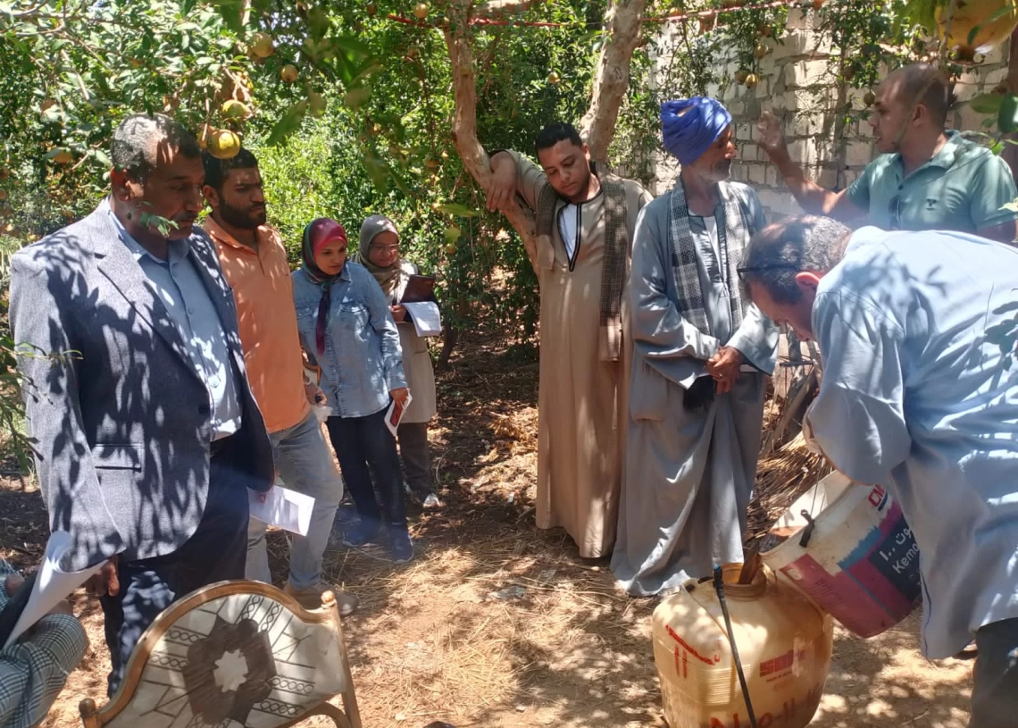 وزير الزراعة يوجه بحزمة إجراءات فورية وعاجلة لدعم مزارعي الرمان بالبداري 16 - جريدة المساء وزير الزراعة يوجه بحزمة إجراءات فورية وعاجلة لدعم مزارعي الرمان بالبداري 15 - جريدة المساء