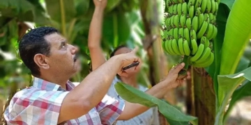 تصدير أكثر من 425 ألف شتلة فاكهة وفراولة خلال يوليو 2 - جريدة المساء تصدير أكثر من 425 ألف شتلة فاكهة وفراولة خلال يوليو 1 - جريدة المساء