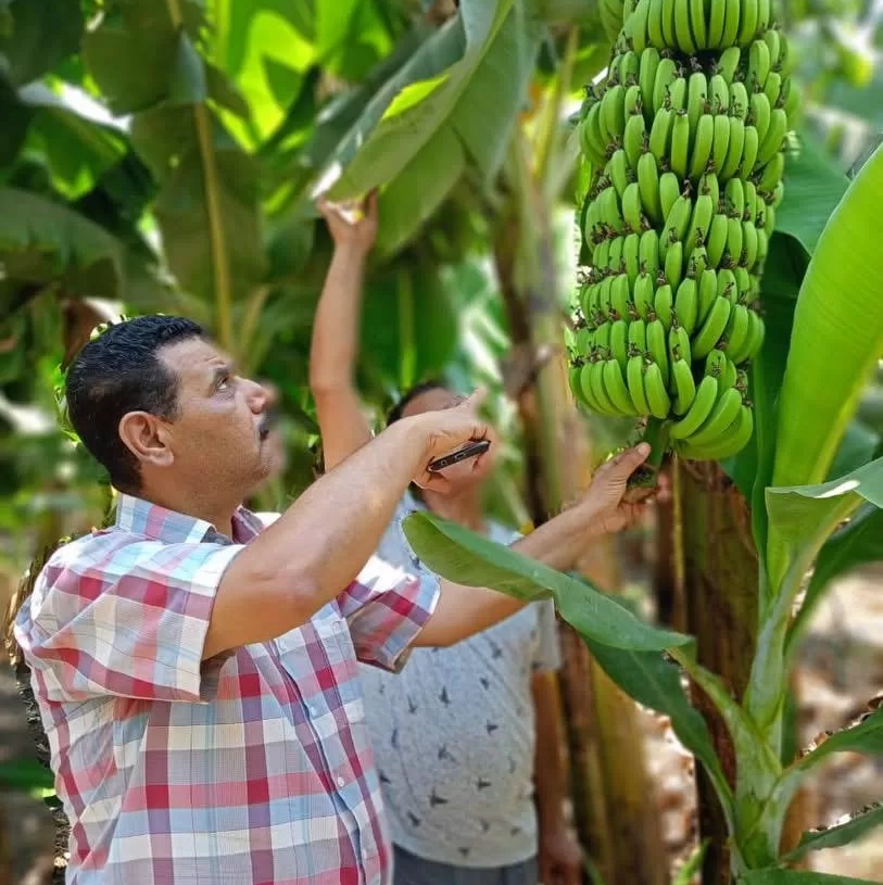 تصدير أكثر من 425 ألف شتلة فاكهة وفراولة خلال يوليو 18 - جريدة المساء تصدير أكثر من 425 ألف شتلة فاكهة وفراولة خلال يوليو 17 - جريدة المساء