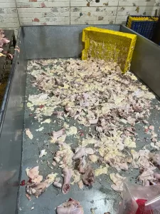 ضبـط 13 طن لحوم ودواجن فاسدة بعدة أحياء بالجيزة 31 - جريدة المساء