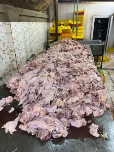 ضبـط 13 طن لحوم ودواجن فاسدة بعدة أحياء بالجيزة 33 - جريدة المساء