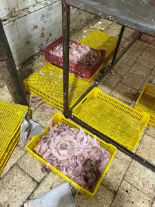 ضبـط 13 طن لحوم ودواجن فاسدة بعدة أحياء بالجيزة 39 - جريدة المساء