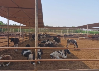 نجاح الزراعه في حماية الثروة الحيوانية من العترة الجديدة لفيروس الحمي القلاعية 21 - جريدة المساء