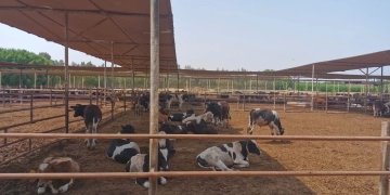 نجاح الزراعه في حماية الثروة الحيوانية من العترة الجديدة لفيروس الحمي القلاعية 1 - جريدة المساء