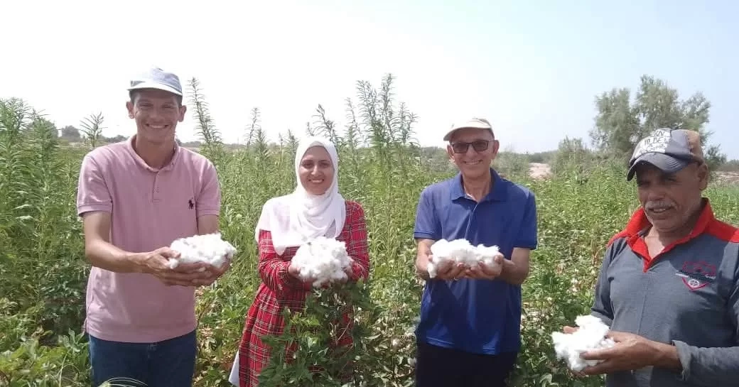 نجاح تجارب زراعة القطن في صحراء جنوب سيناء.. لأول مرة 27 - جريدة المساء