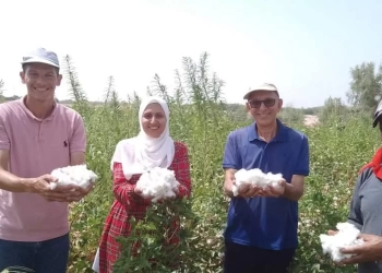 نجاح تجارب زراعة القطن في صحراء جنوب سيناء.. لأول مرة 23 - جريدة المساء