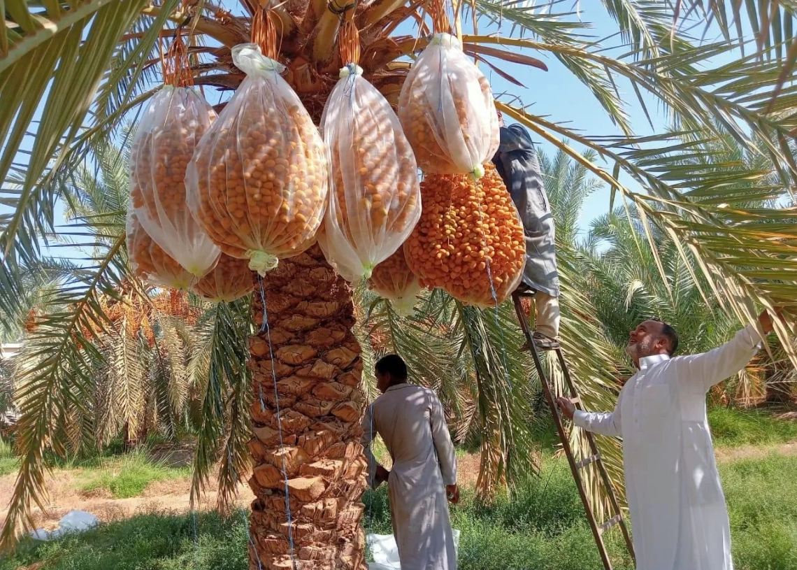 "بحوث الصحراء": توظيف التقنيات الحديثة لتحسين جودة التمور بسيوة 19 - جريدة المساء "بحوث الصحراء": توظيف التقنيات الحديثة لتحسين جودة التمور بسيوة 18 - جريدة المساء