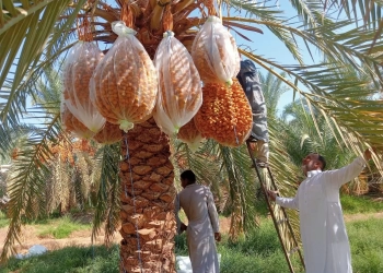 "بحوث الصحراء": توظيف التقنيات الحديثة لتحسين جودة التمور بسيوة 17 - جريدة المساء