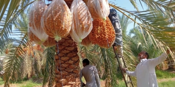 "بحوث الصحراء": توظيف التقنيات الحديثة لتحسين جودة التمور بسيوة 2 - جريدة المساء "بحوث الصحراء": توظيف التقنيات الحديثة لتحسين جودة التمور بسيوة 1 - جريدة المساء