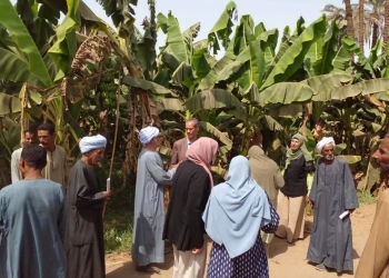 "البحوث الزراعية" يكثف جهود الاستفادة من المخلفات الزراعية 17 - جريدة المساء