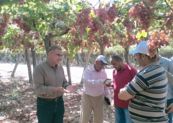 "الزراعة" تطلق حملات مكثفة لمكافحة ذبابه الفاكهة استعدادًا لموسم الموالح 19 - جريدة المساء