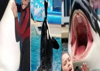 عمرو الليثي: قصة جيسيكا والحوت خديعة كبرى من إنتاج الذكاء الاصطناعى الوهمية 16 - جريدة المساء