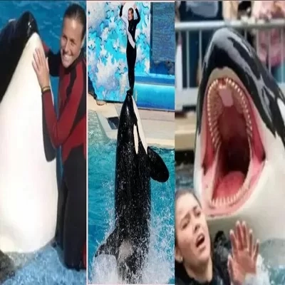 عمرو الليثي: قصة جيسيكا والحوت خديعة كبرى من إنتاج الذكاء الاصطناعى الوهمية 27 - جريدة المساء