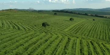 د.خالد سالم: تجربة تكنولوجيا الزراعة بالبرازيل فائقة التميز 14 - جريدة المساء د.خالد سالم: تجربة تكنولوجيا الزراعة بالبرازيل فائقة التميز 13 - جريدة المساء