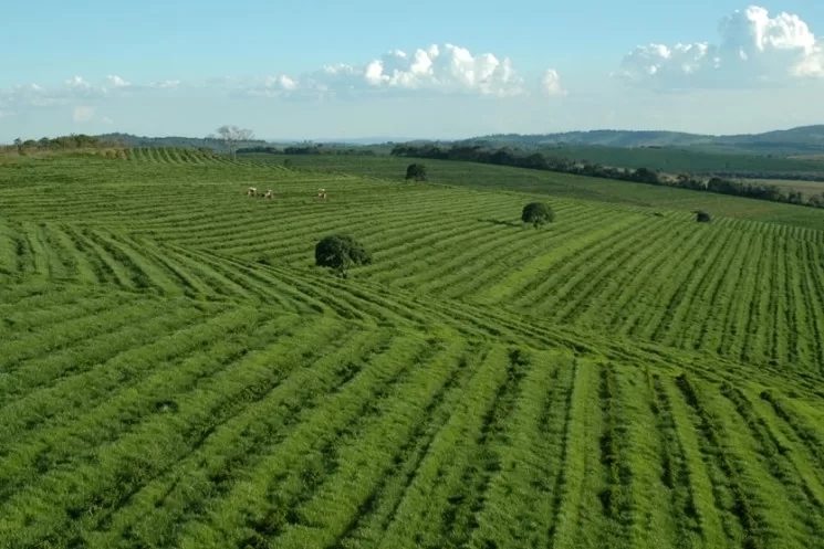 د.خالد سالم: تجربة تكنولوجيا الزراعة بالبرازيل فائقة التميز 32 - جريدة المساء د.خالد سالم: تجربة تكنولوجيا الزراعة بالبرازيل فائقة التميز 31 - جريدة المساء