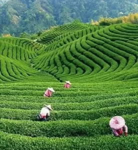 د.خالد سالم : الزراعة في الصين نموذج فريد لتحقيق الإكتفاء الذاتي 23 - جريدة المساء