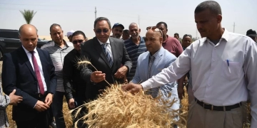 قنا تورّد 254.8 ألف طن قمح بموسم 2025 بزيادة 14 ألف طن عن العام الماضي 2 - جريدة المساء قنا تورّد 254.8 ألف طن قمح بموسم 2025 بزيادة 14 ألف طن عن العام الماضي 1 - جريدة المساء