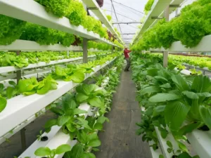 د.خالد سالم : التجربة اليابانية..نموذج يُحتذى في الزراعة الذكية 19 - جريدة المساء