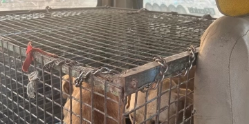 من أجل صحة وسلامة أهاليها.. الشروق تواجه الكلاب الضالة 1 - جريدة المساء