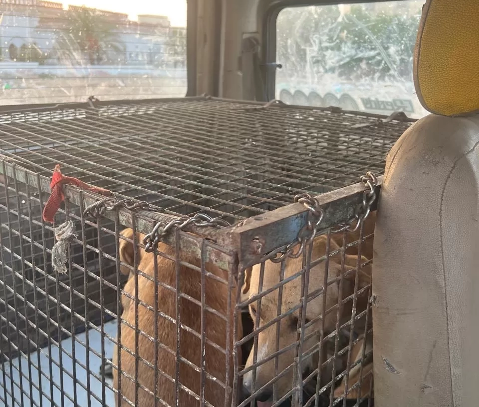 من أجل صحة وسلامة أهاليها.. الشروق تواجه الكلاب الضالة 19 - جريدة المساء