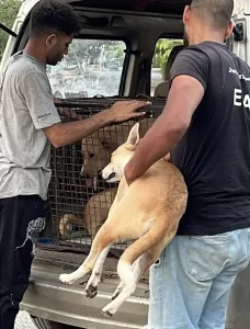 من أجل صحة وسلامة أهاليها.. الشروق تواجه الكلاب الضالة 25 - جريدة المساء