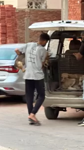 من أجل صحة وسلامة أهاليها.. الشروق تواجه الكلاب الضالة 27 - جريدة المساء