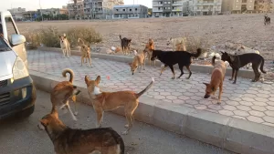 خطة تنفيذ حملة تعقيم وتطعيم الكلاب الضالة بالشروق بدءًا من أكتوبر 53 - جريدة المساء