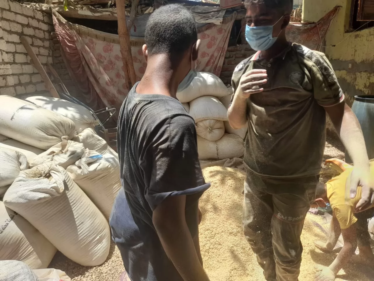 من قش الأرض إلى ذهب أخضر.. مشروع يحوّل مخلفات قنا لثروة مستدامة 60 - جريدة المساء