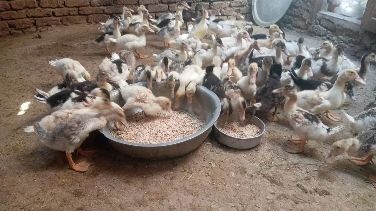 من قش الأرض إلى ذهب أخضر.. مشروع يحوّل مخلفات قنا لثروة مستدامة 22 - جريدة المساء