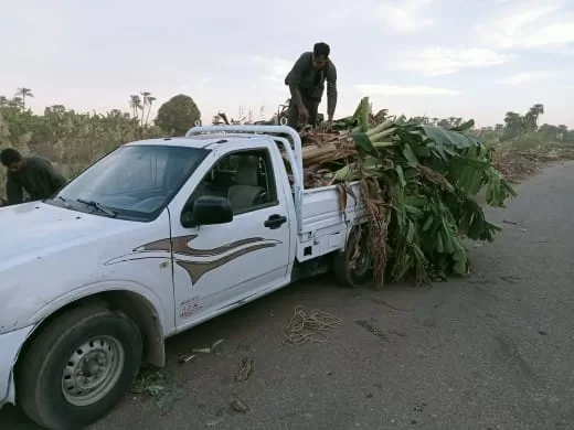قرى قنا تنجو من "دخان الحقول": مشروع بيئي يحول المخلفات إلى سماد عضوي 37 - جريدة المساء