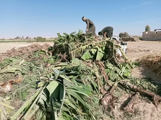 قرى قنا تنجو من "دخان الحقول": مشروع بيئي يحول المخلفات إلى سماد عضوي 33 - جريدة المساء