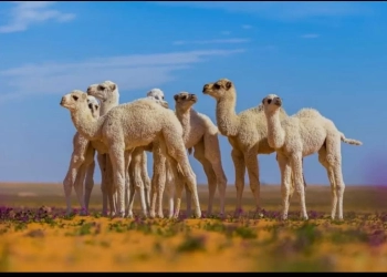 بحوث الانتاج الحيوانى: الابل ثروه لسكان الصحراء ولابد أن تحتضن مبادره ( أحلم) تربيتها لانتاج اللحوم.. 17 - جريدة المساء