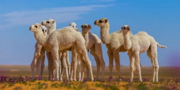 بحوث الانتاج الحيوانى: الابل ثروه لسكان الصحراء ولابد أن تحتضن مبادره ( أحلم) تربيتها لانتاج اللحوم.. 9 - جريدة المساء