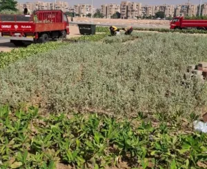 زهور وشبكة ري حديثة بدلتـا المنطقة التاسعة بالشروق بعد التطوير 23 - جريدة المساء